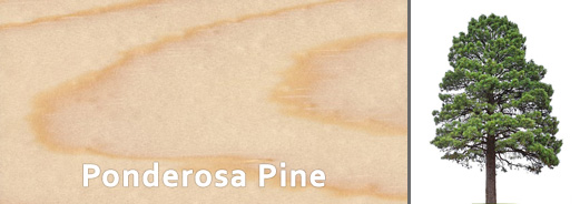 Ponderosa Pine